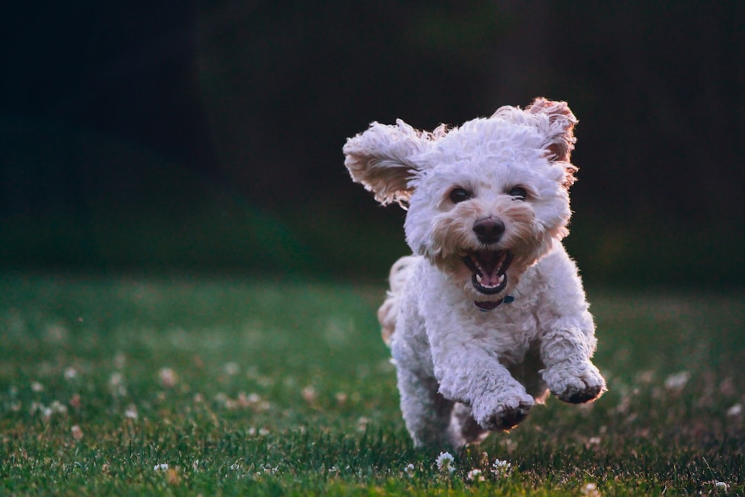 Chien tire en laisse